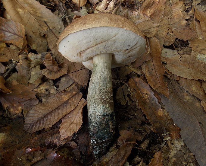 Leccinum duriusculum