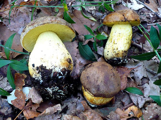 Leccinum_lepidum