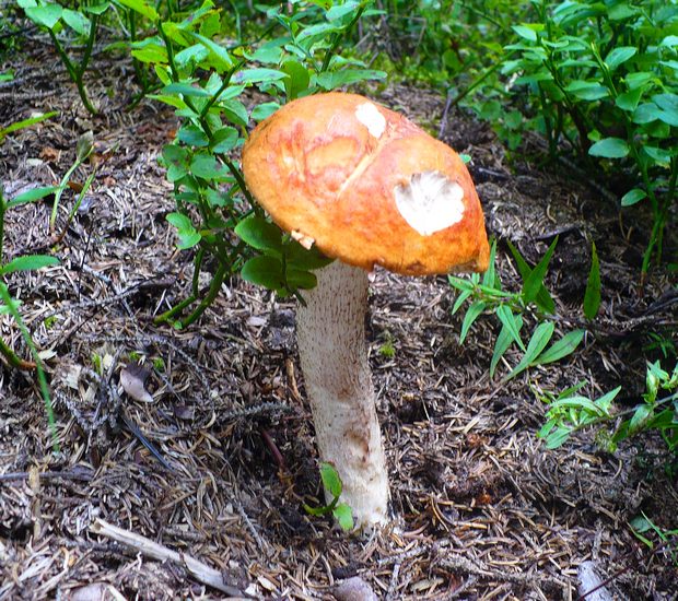 Leccinum piceinum