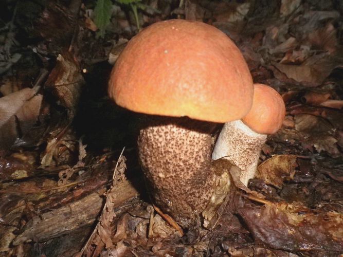 Leccinum_quercinum_Altino