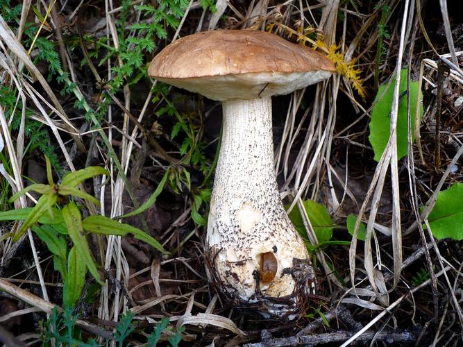 Leccinum_scabrum