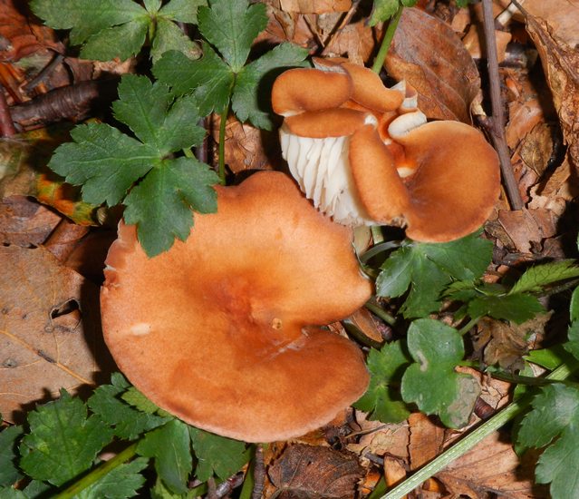 Lentinellus_cochleatus