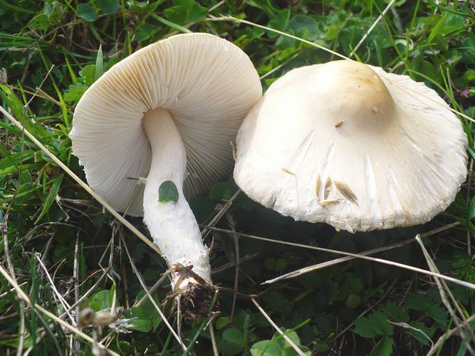 Lepiota_alba