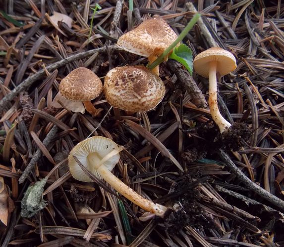 Lepiota castanea