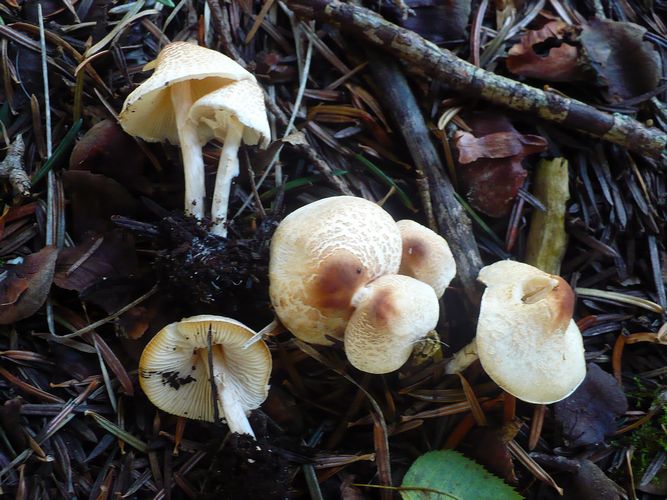 Lepiota_cristata