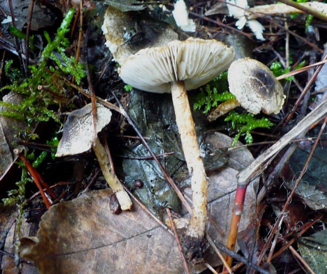 Lepiota felina