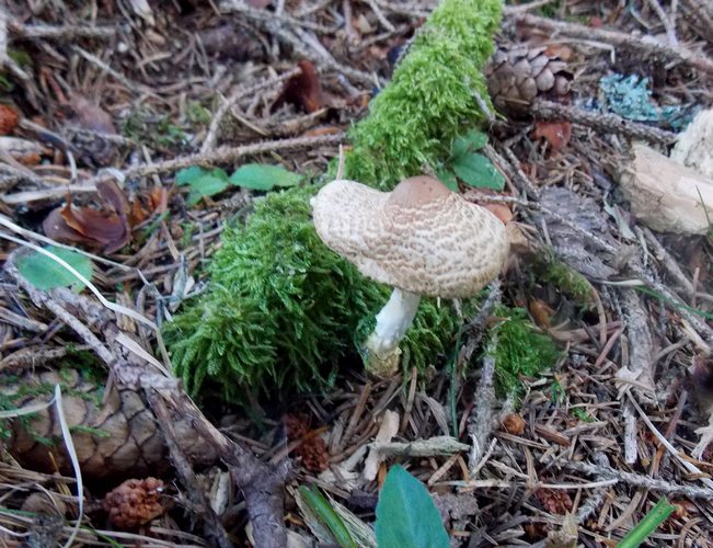 Lepiota magnispora