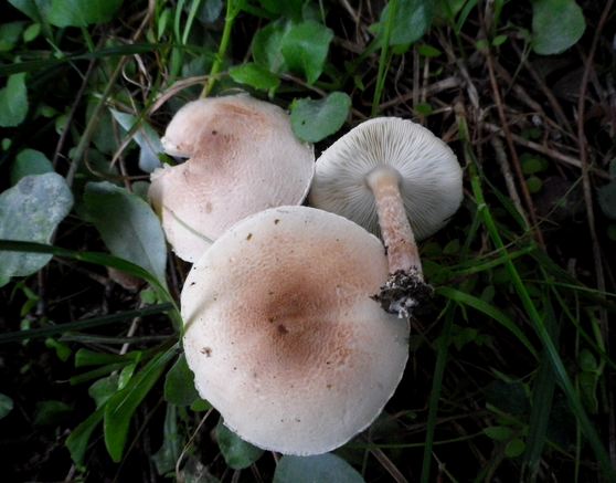 Lepiota_subincarnata_prativo_Chiaravalle