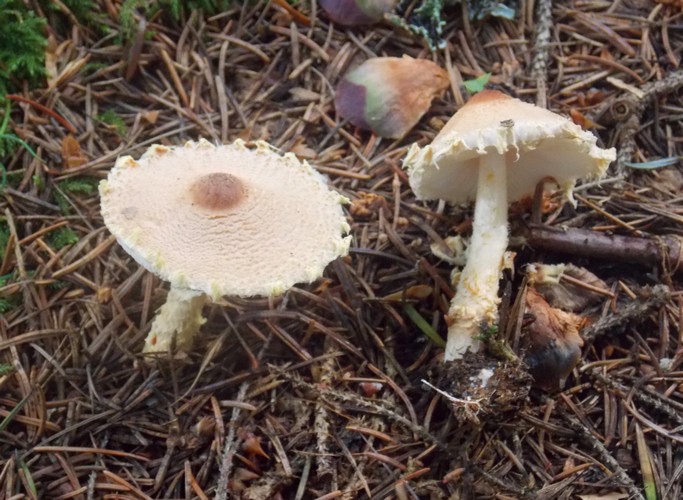 Lepiota_ventriosospora_2