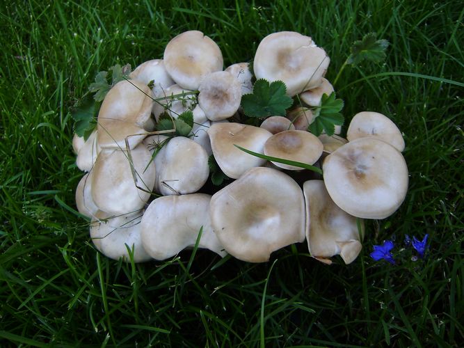 Lepista_cespitosa_Tesero_Alberto
