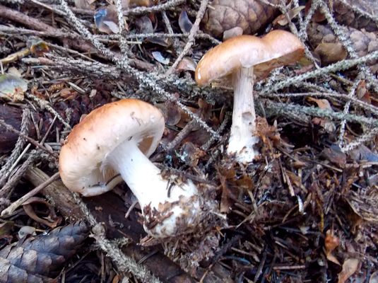 Leucocortinarius_bulbiger