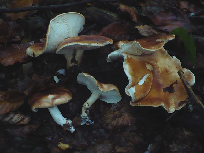 Leucopaxillus_amarus_Canfaito