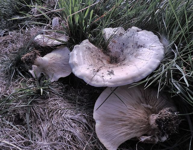 Leucopaxillus_giganteus_prati_Canazei_2014