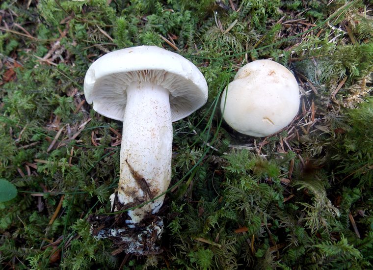 Leucopaxillus paradoxus