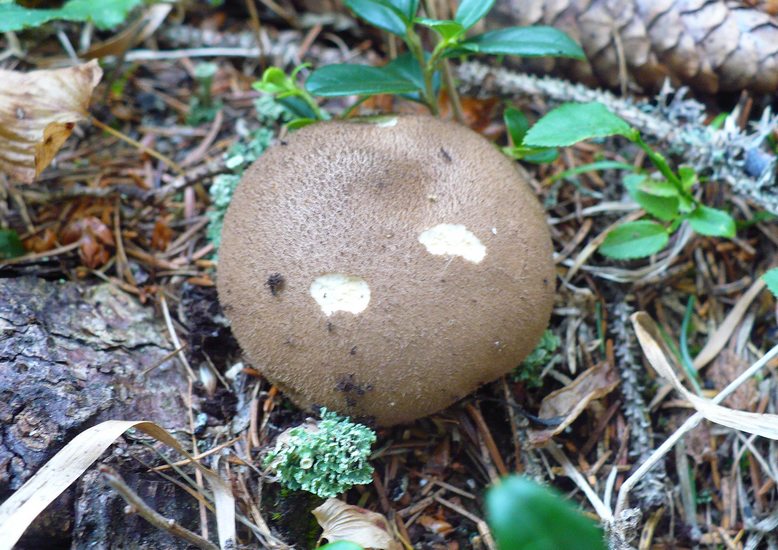 Licoperdon foetidum