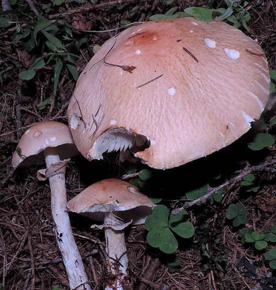 Limacella guttata