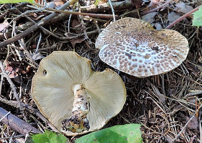 Livio Echinoderma asperum