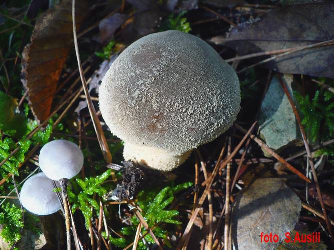 Lycoperdon_lividum