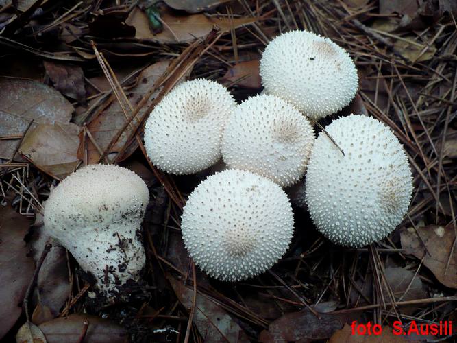 Lycoperdon_perlatum_Conero