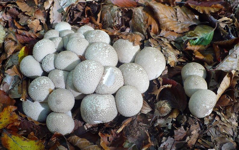 Lycoperdon_perlatum_gruppo
