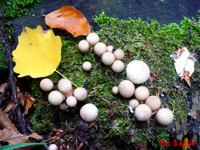Lycoperdon_piryforme_2