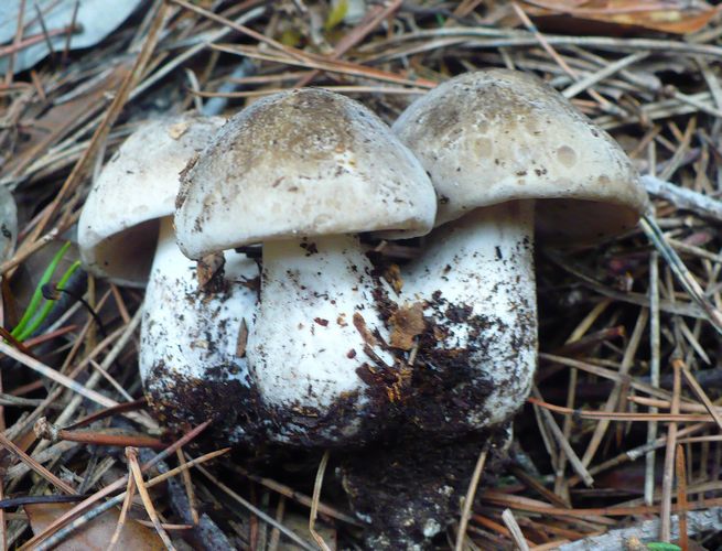 Lyophillum_conglobatum