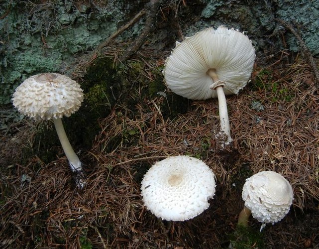 MACROLEPIOTA_PUELLARIS_1_M