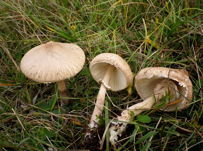 Macrolepiota_excoriata_a_Vallacera