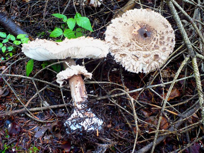 Macrolepiota_rachodes