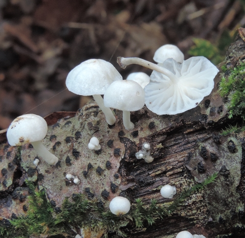 Marasmiello_candidus_Gallignano_su_legno_latif._2o14