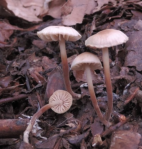 Marasmius__torquescens_Vallacera_ottobra_2014_Faggio