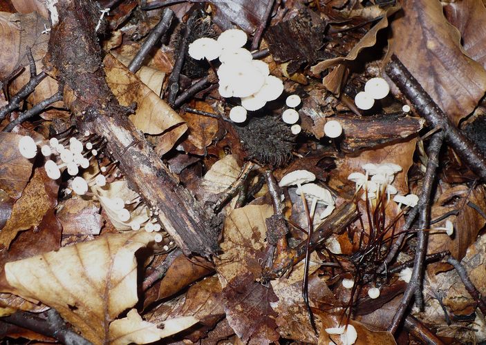 Marasmius_buillardii