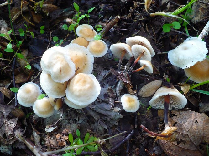 Marasmius_cohaerens
