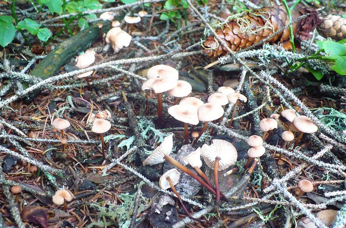 Marasmius_scorodonius