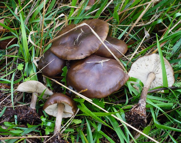 Melanoleuca_grammopodia