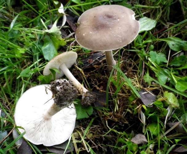 Melanoleuca_melaleuca_parco_I_Maggio