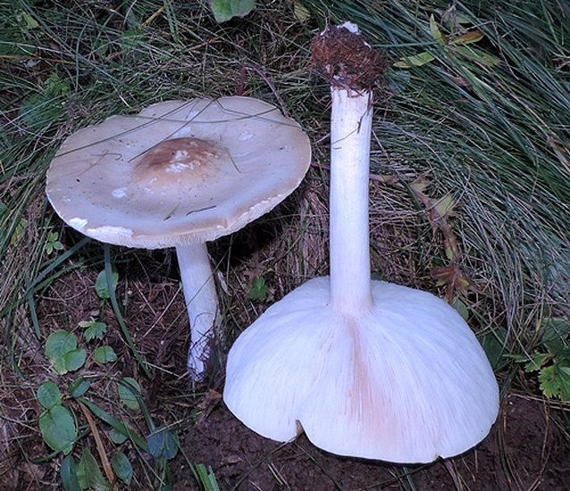 Melanoleuca subalpina 