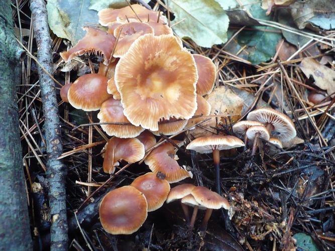 Micromphale_brassicolens