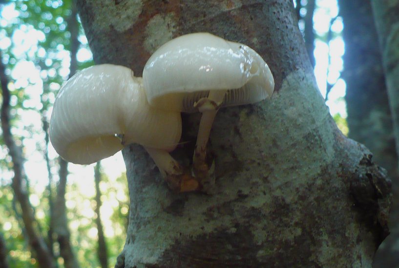 Mucidula mucida Canfaito