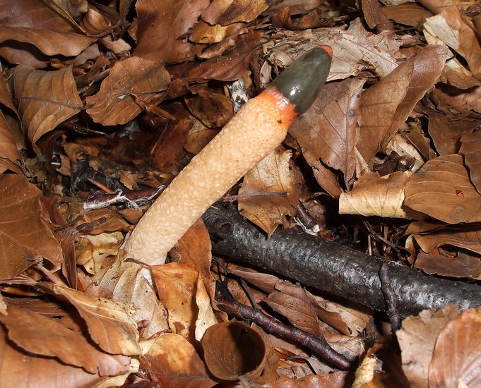 Mutinus caninus