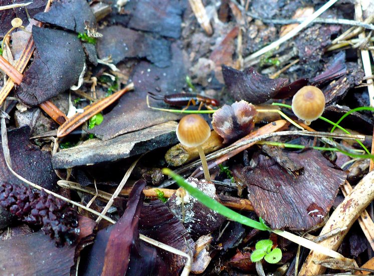 Mycena acicula