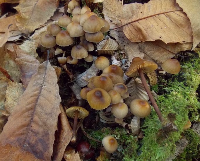 Mycena aurantiomarginata
