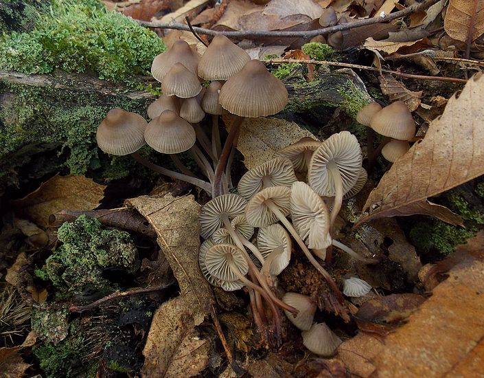 Mycena galericulata