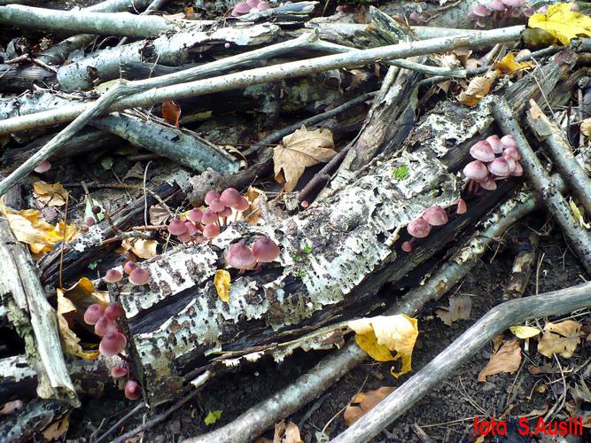 Mycena_hematopus