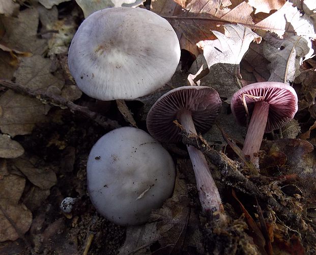 Mycena pelianthina Crispiero