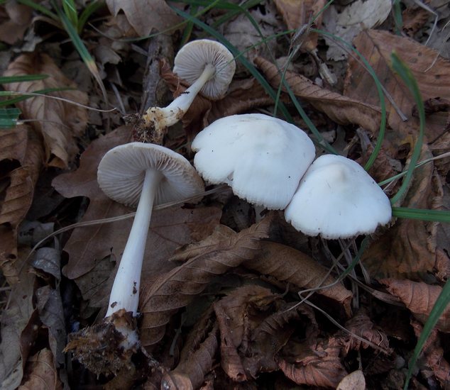 Mycena pura fo.alba