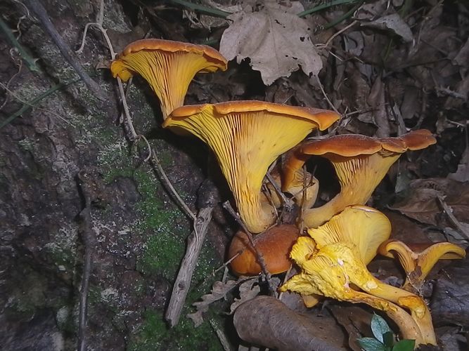 Omphal_olearius__Selva_di_Galligna