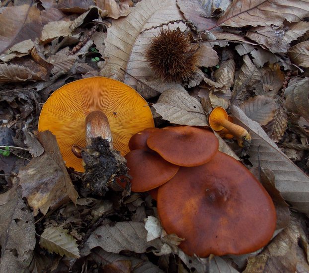 Omphalotus illudens