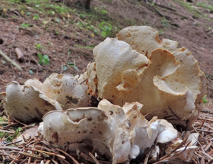 Osteina obducta 3