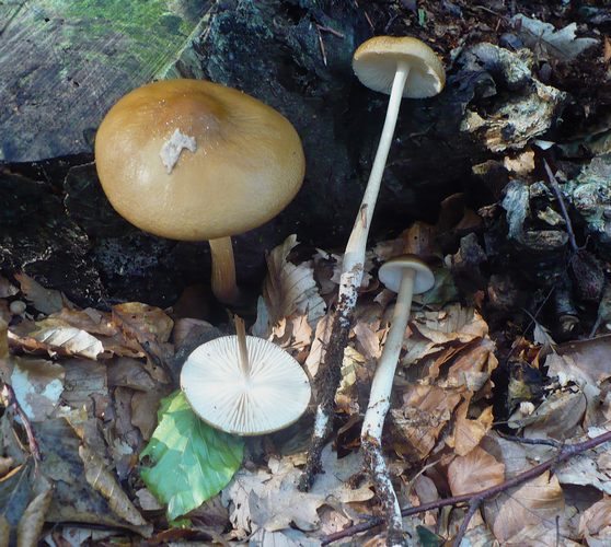 Oudemansiella_radicata_Canfaito